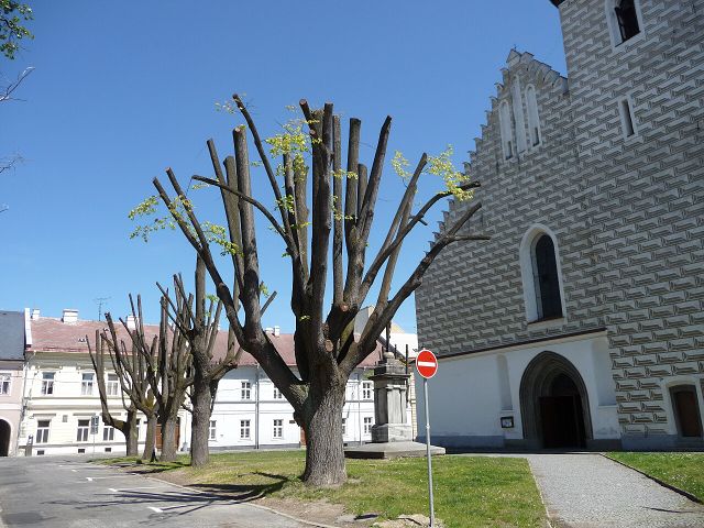 img00251.jpg