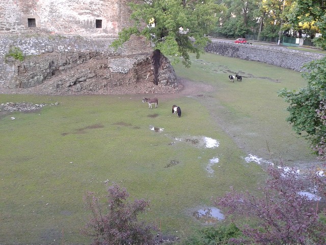 img00006.jpg