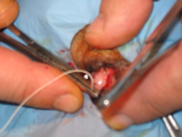 img00020.jpg