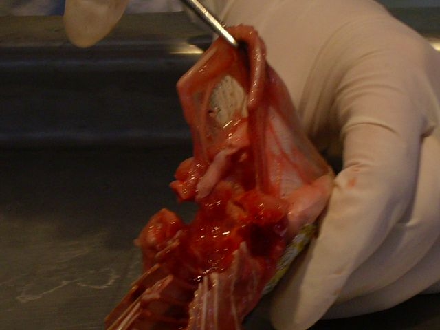 img00019.jpg