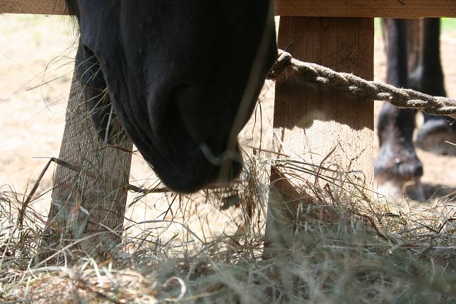 img00416.jpg