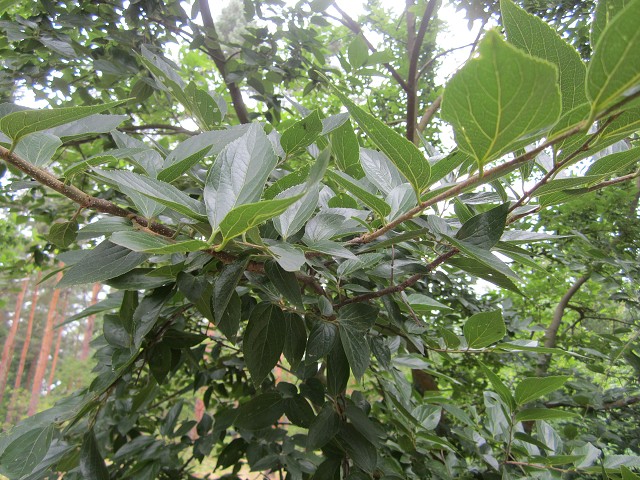img00105.jpg