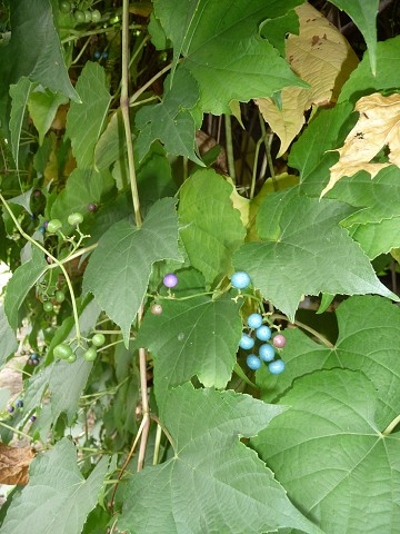 img00003.jpg