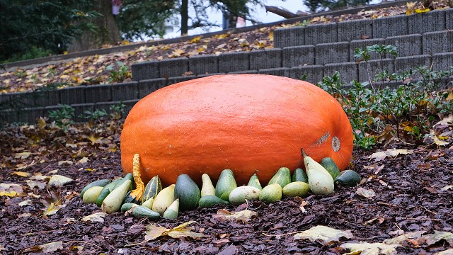 img00046.jpg